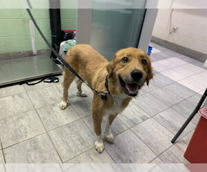 Great Pyrenees-Unknown Mix Dogs for adoption in Grand Prairie, TX, USA