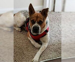 Boxer-Unknown Mix Dogs for adoption in Newfoundland, PA, USA