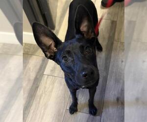 Australian Kelpie-Unknown Mix Dogs for adoption in Redlands, CA, USA