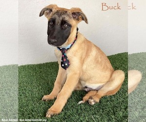 Mutt Dogs for adoption in San Diego, CA, USA