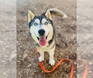 Siberian Husky Dogs for adoption in Cumming, GA, USA