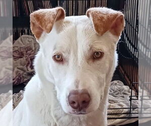 Carolina Dog Dogs for adoption in Canton, CT, USA