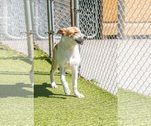 Labrador Retriever-Unknown Mix Dogs for adoption in Hilton Head, SC, USA
