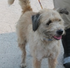 Labradoodle Dogs for adoption in Minneapolis, MN, USA
