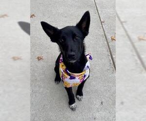 German Shepherd Dog-Unknown Mix Dogs for adoption in Tulsa, OK, USA