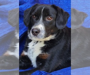 Beagle-Bernese Mountain Dog Mix Dogs for adoption in Cuba, NY, USA