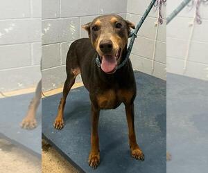 Doberman Pinscher Dogs for adoption in Woodland, CA, USA