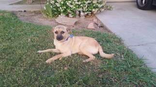 Mutt Dogs for adoption in Fresno, CA, USA