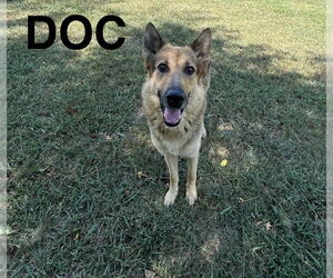 German Shepherd Dog Dogs for adoption in Woodbury, NY, USA
