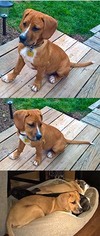 Medium Photo #22 Boxer-Unknown Mix Puppy For Sale in Chantilly, VA, USA