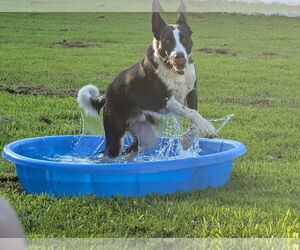 Border Collie Dogs for adoption in Alexander, AR, USA