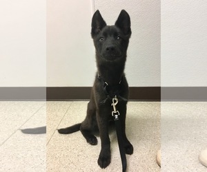 Borador Dogs for adoption in Redmond, WA, USA