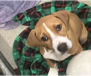 Doberman Pinscher-Unknown Mix Dogs for adoption in Sterling, MA, USA