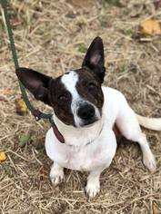Rat Terrier-Unknown Mix Dogs for adoption in Chestertown, MD, USA