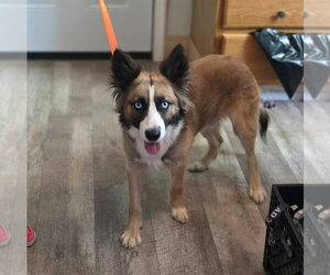 German Shepherd Dog-Unknown Mix Dogs for adoption in New London, WI, USA