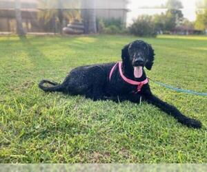 Poodle (Standard) Dogs for adoption in Tampa, FL, USA