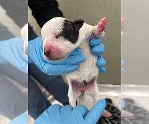 American Staffordshire Terrier-Unknown Mix Dogs for adoption in San Antonio, TX, USA