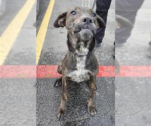 American Staffordshire Terrier-Unknown Mix Dogs for adoption in San Antonio, TX, USA