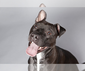 American Pit Bull Terrier-Labrador Retriever Mix Dogs for adoption in Rochester, NY, USA