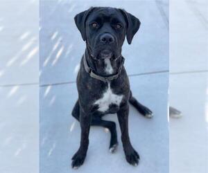 Mutt Dogs for adoption in Elk Grove, CA, USA