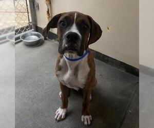 Boxer Dogs for adoption in pomona, CA, USA