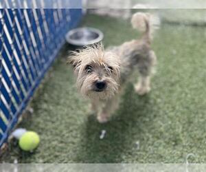 Mutt Dogs for adoption in Chula Vista, CA, USA