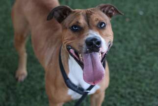 Bullboxer Pit Dogs for adoption in Phoenix , AZ, USA