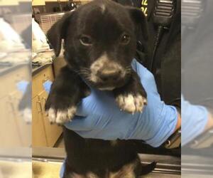 Mutt Dogs for adoption in Riverside, CA, USA