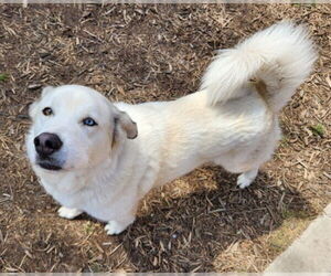 Pyrenees Husky Dogs for adoption in Plano, TX, USA