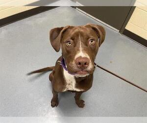Labrador Retriever Dogs for adoption in Denver, CO, USA