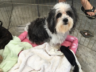 Hava-Apso Dogs for adoption in Long Beach, CA, USA