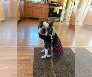 Boston Terrier Dogs for adoption in Oak Bluffs, MA, USA