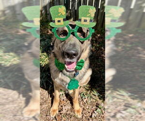 German Shepherd Dog Dogs for adoption in New Hill, NC, USA