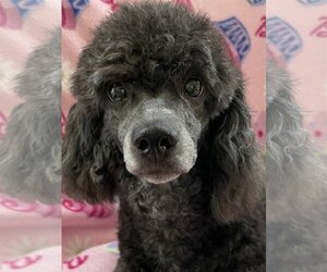 Doodle Dogs for adoption in Tomball, TX, USA