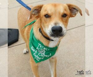 Retriever -Unknown Mix Dogs for adoption in Washington, DC, USA