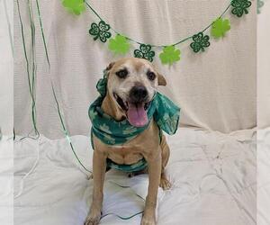 American Pit Bull Terrier-Unknown Mix Dogs for adoption in Sacramento, CA, USA