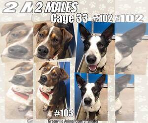 American Pit Bull Terrier Dogs for adoption in Greenville, TX, USA
