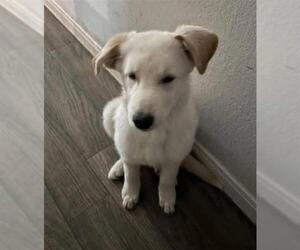Great Pyrenees Dogs for adoption in San Antonio, TX, USA