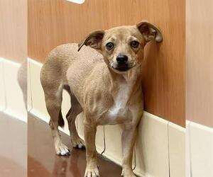 Chihuahua-Unknown Mix Dogs for adoption in Riverside, CA, USA