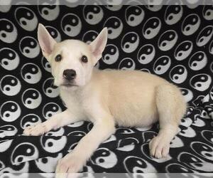 Siberian Husky-Unknown Mix Dogs for adoption in HESPERIA, CA, USA