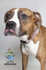 Bullboxer Pit Dogs for adoption in Knoxville, TN, USA
