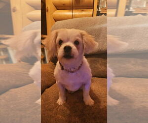 Shiranian Dogs for adoption in Aurora, IN, USA