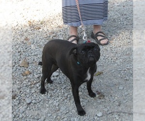 Pug Dogs for adoption in Mountain Home, AR, USA