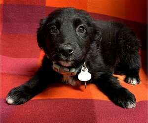 Sheprador Dogs for adoption in Minneapolis, MN, USA