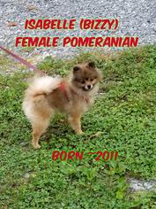 Pomeranian Dogs for adoption in Huddleston, VA, USA