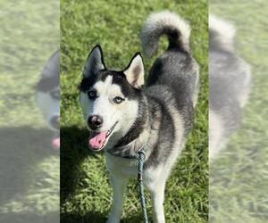 Siberian Husky Dogs for adoption in Fort Lauderdale, FL, USA