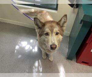 Siberian Husky Dogs for adoption in Pasadena, CA, USA