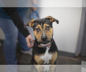 Mutt Dogs for adoption in Mountain Home, AR, USA