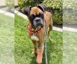 Boxer Dogs for adoption in Austin, TX, USA