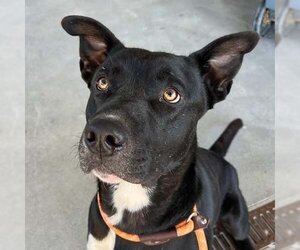 Australian Kelpie-Basenji Mix Dogs for adoption in Woodland, CA, USA